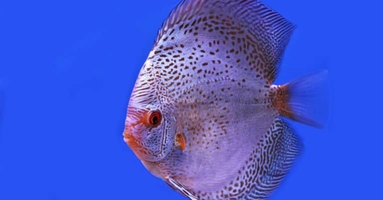 White discus on blue background