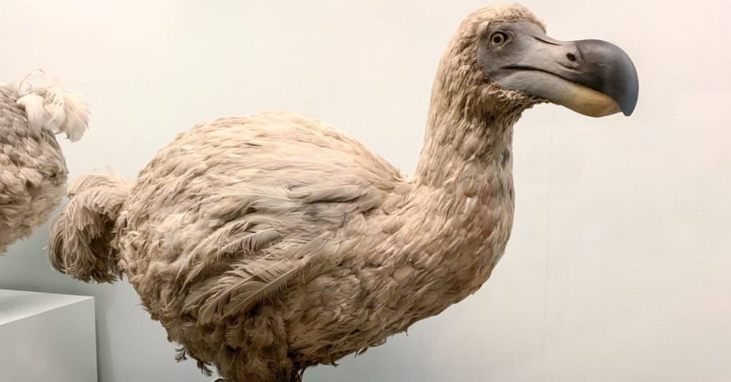 Oiseau dodo en peluche, un oiseau éteint incapable de voler de l'île Maurice, à l'est de Madagascar dans l'océan Indien.