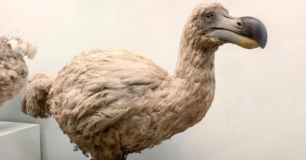 all about dodo birds