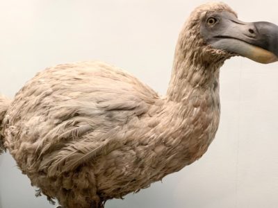 Dodo Bird Facts | Raphus cucullatus | AZ Animals