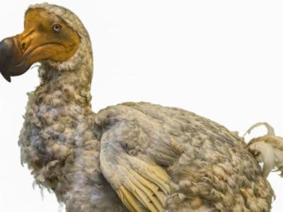 real dodo dinosaur