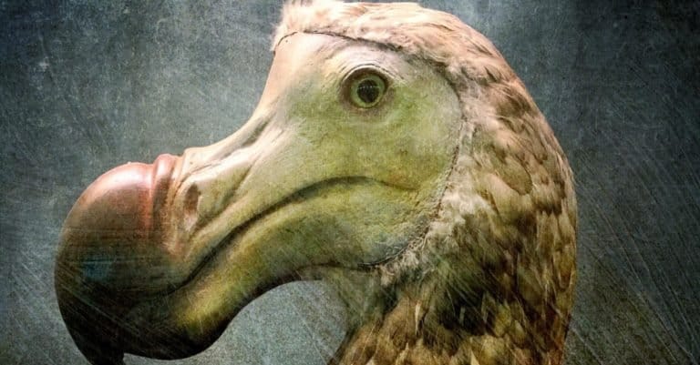 A dodo bird closeup portrait against an artistic background