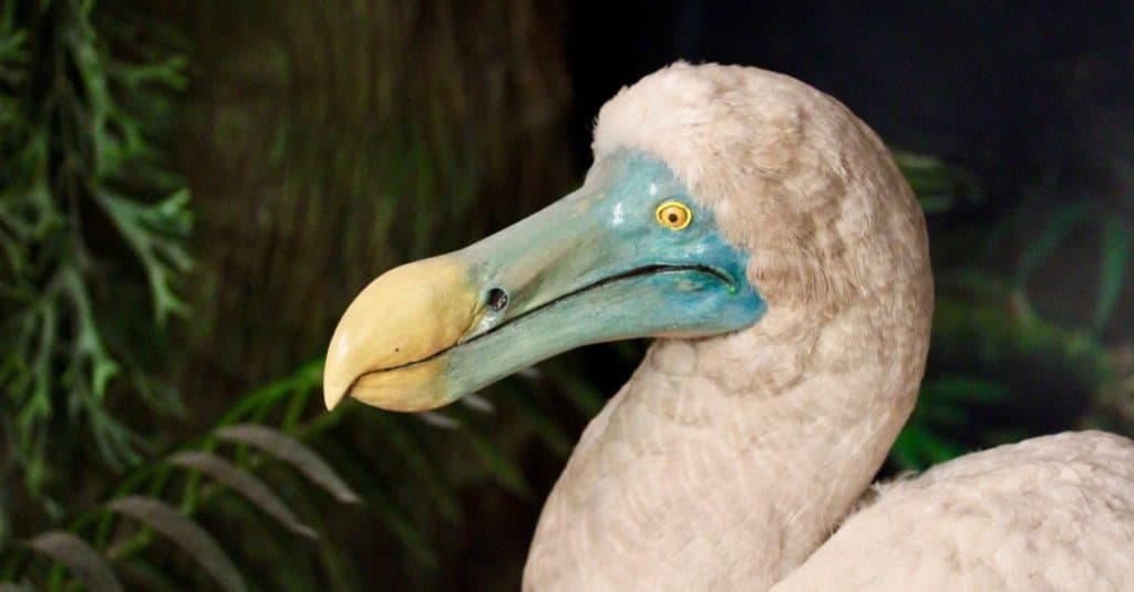 Le dodo (Raphus cucullatus) est un oiseau éteint incapable de voler qui était endémique à l'île Maurice.