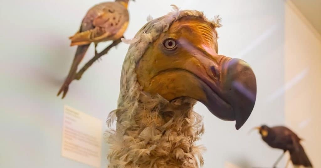 Trưng bày mô hình chim Dodo trong Bảo tàng Lịch sử Tự nhiên vào ngày 16 tháng 7 năm 2011 tại London