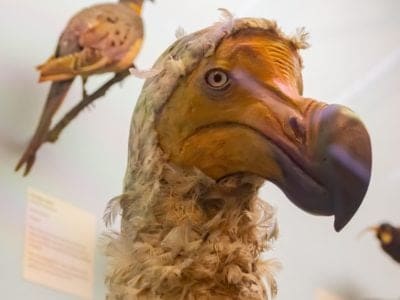 A Dodo Bird Quiz: What Do You Know?
