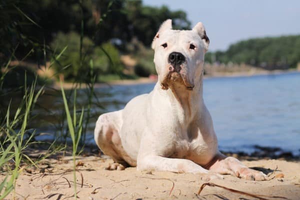 The Dogo Argentino is an excellent guardian and loyal to the family. He is a playful and intelligent dog that loves to kiss and cuddle.