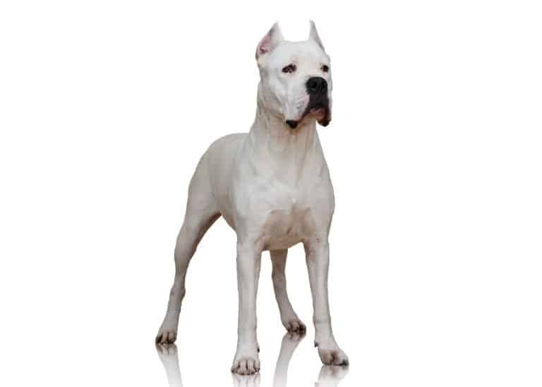 A Dogo Argentino dog isolated on a white background