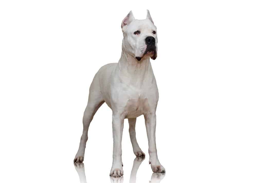 Dog Dogo Argentino / Dogue Argentin (natural ears) adult and puppy