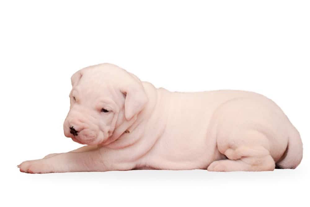 Dogo Argentino puppy