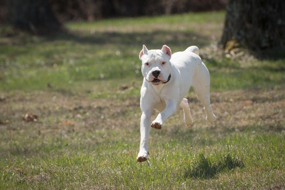 A Dogo Argentino dog running