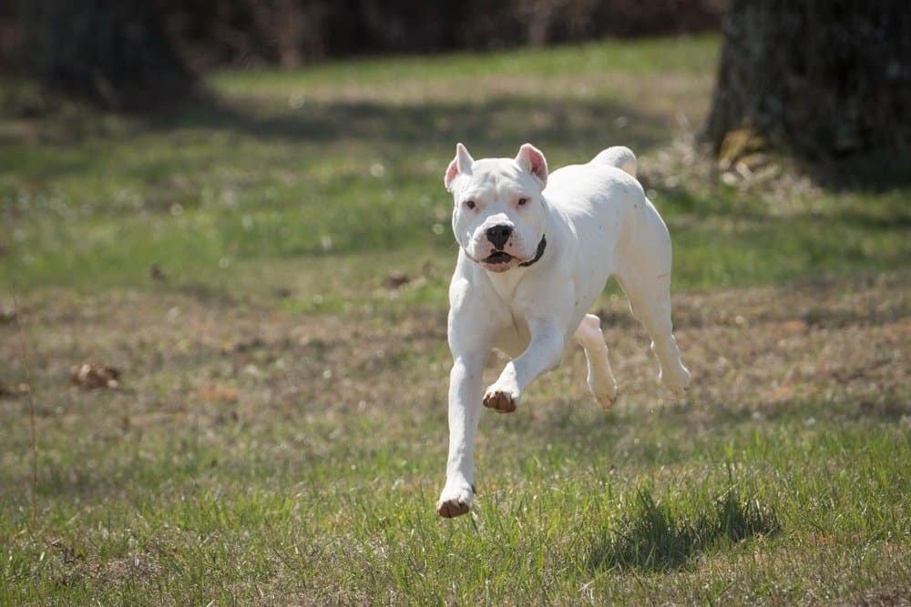 what is the difference between argentine dogo and american bulldog