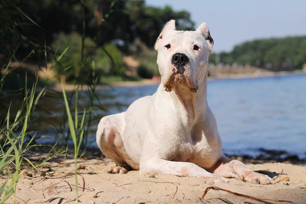 A Dogo Argentino dog laying by the water.