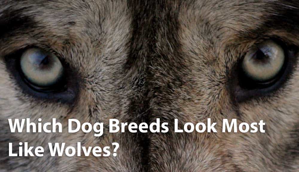 Top 8 Dogs that Look Like Wolves - AZ Animals