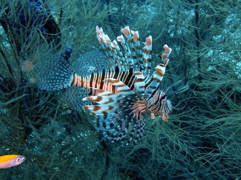 Lionfish flowing in the ocean