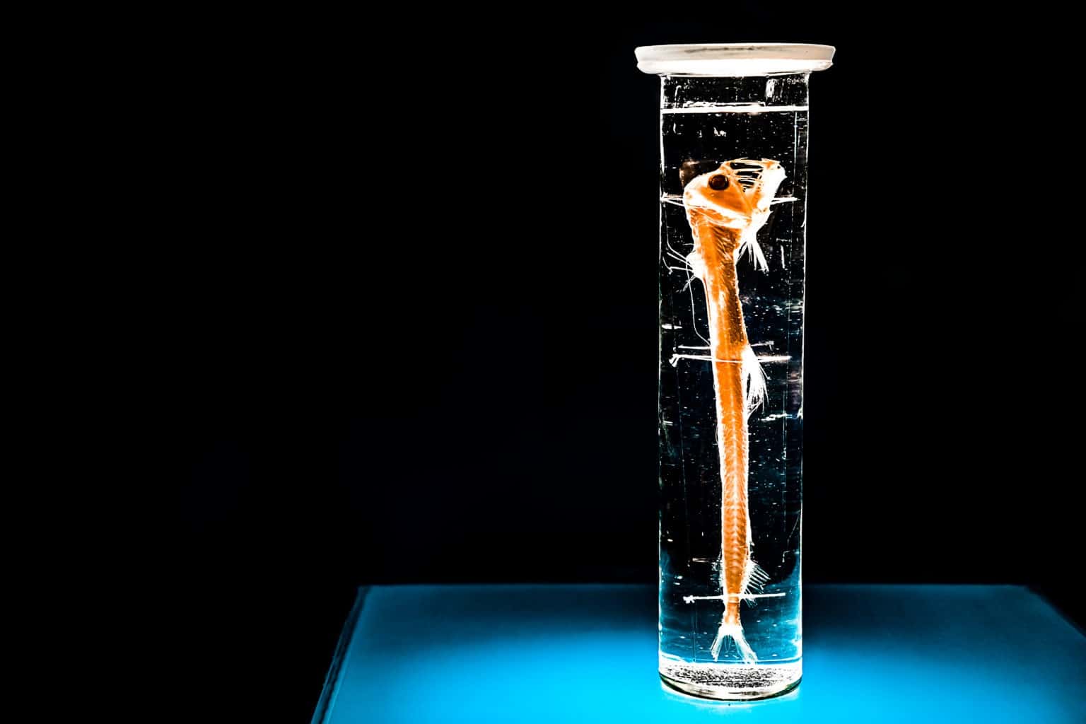 Dragonfish Facts Dragon Fish AZ Animals