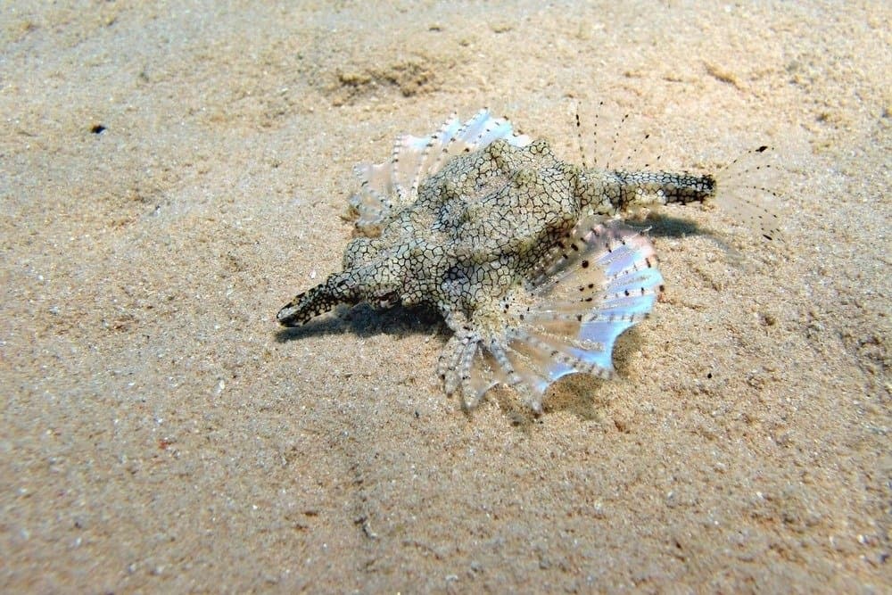 Little dragonfish or short dragonfish underwater on the sea bed.