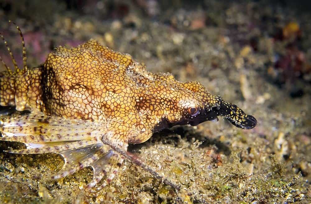 Seamoth hoặc cá rồng. Được chụp tại Nodi, Lembeh ở Indonesia.