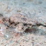 Dragonfish