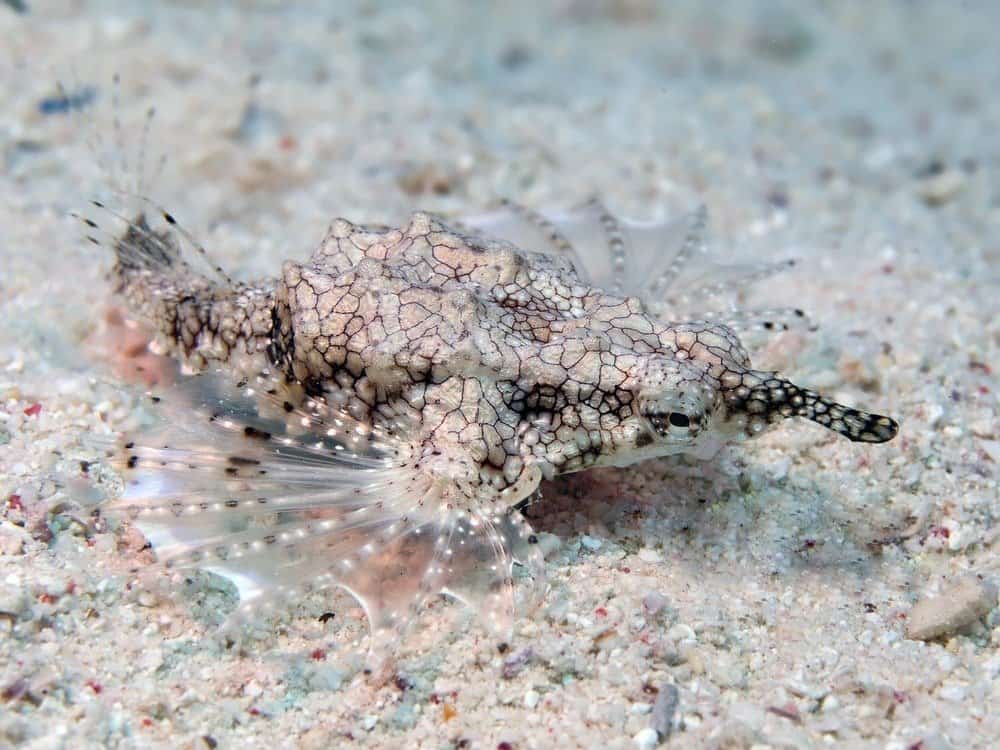 Baby dragonfish on the ocean floor