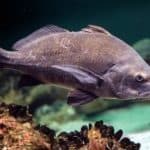 Weakfish