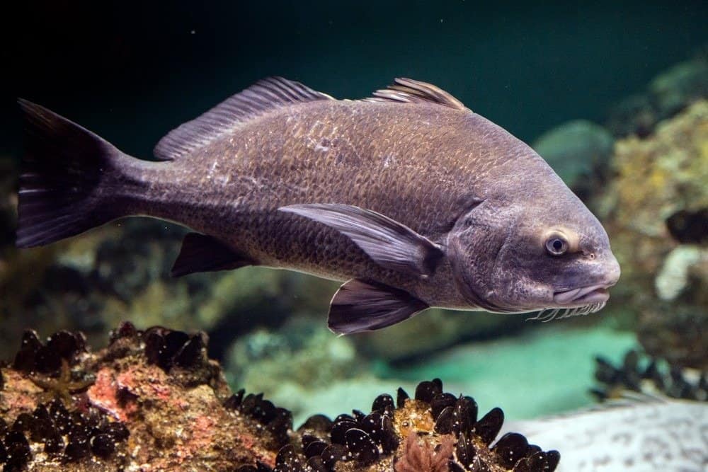 Pogonias Cromis Black drum atlantic ocean fish underwater close up portrait