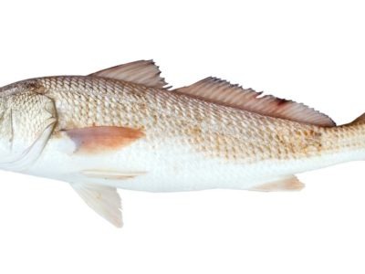 A Red Drum Fish