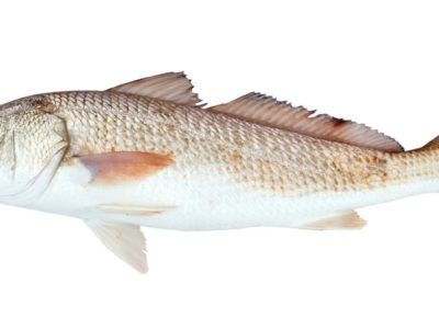 A Sciaenops ocellatus