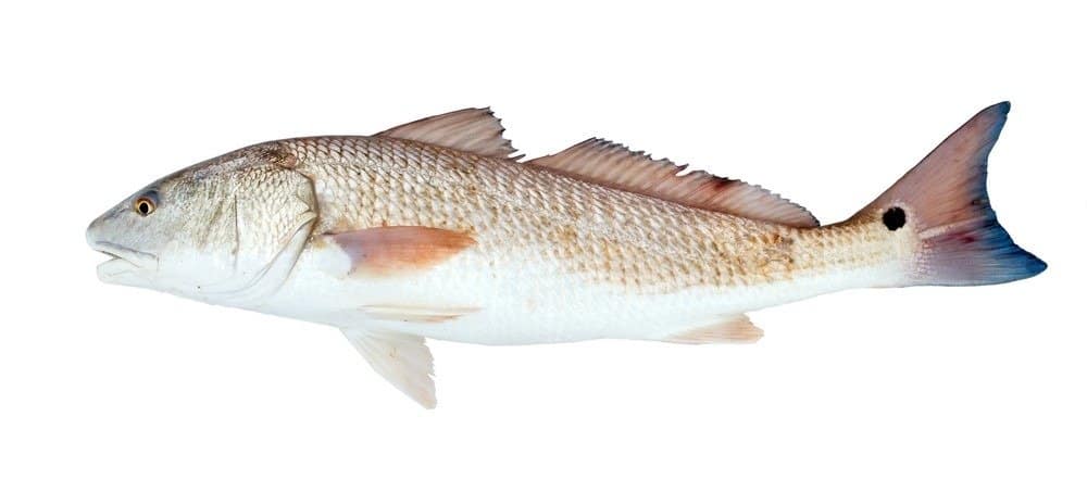 Drum Fish - A-Z djurDrum Fish - A-Z djur  