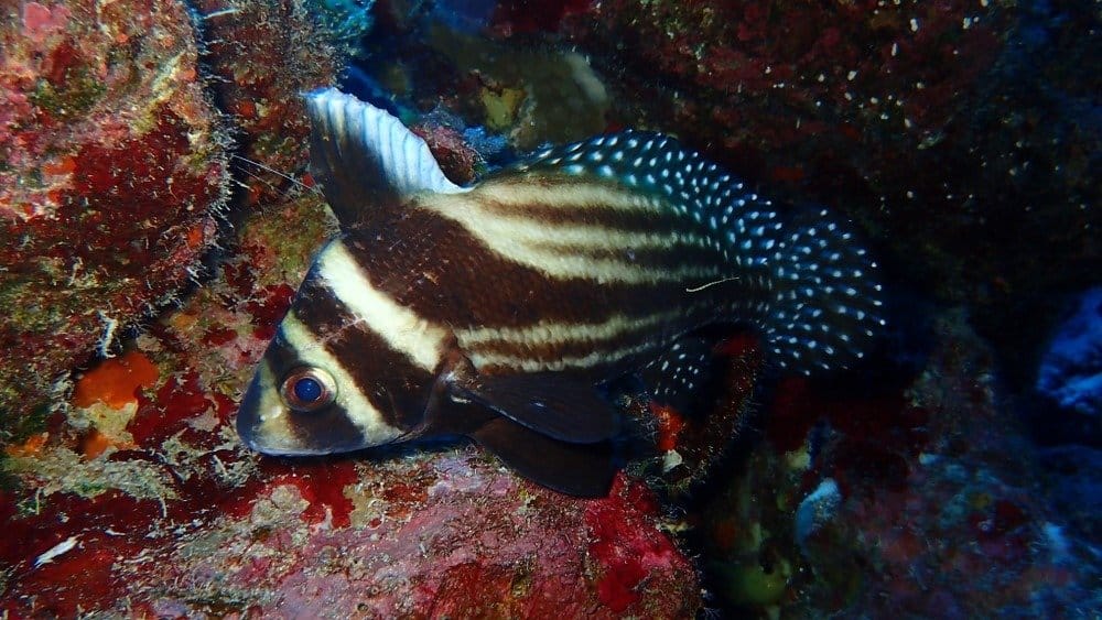 Juvenile spotted drum fish