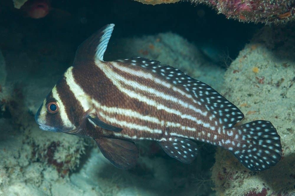 Spotted drum fish or spotted ribbonfish (Equetus punctatus) Bonaire, Leeward Islands