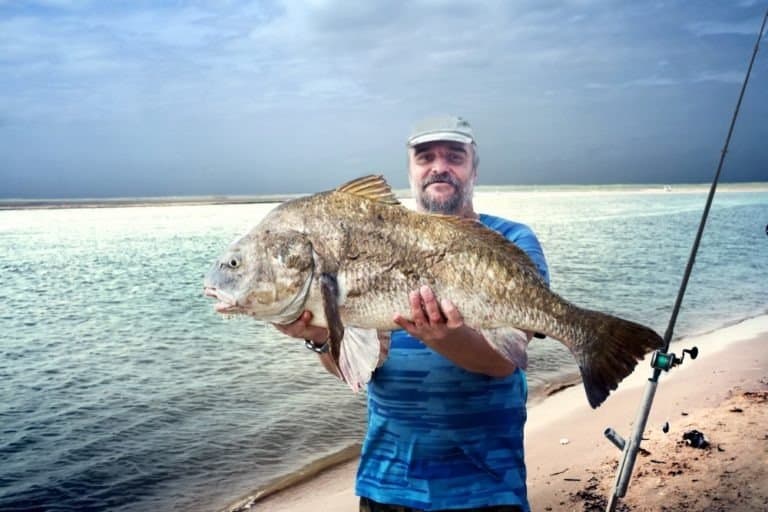 A fisherman is holding a huge fish black drum fish (Pogonias cromis) against the sea. Texas, the Mexican Gulf, the United States