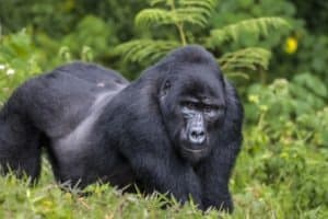 How Many Gorillas Are Left In The World? Picture
