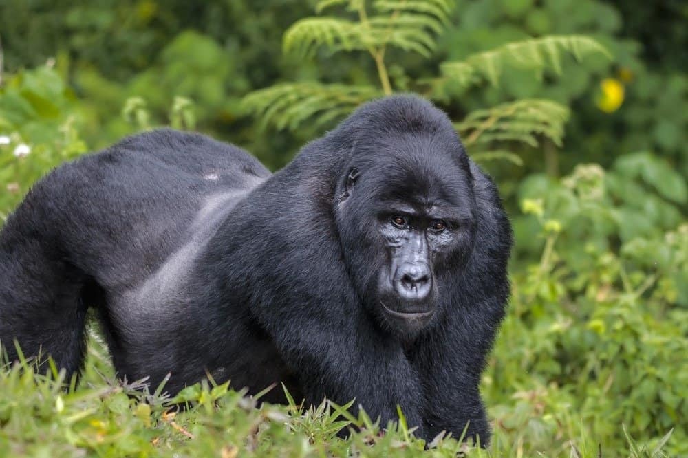Silver back male of eastern gorilla in rain forest.