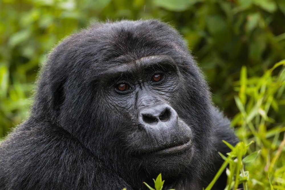Eastern gorilla in Bwindi Forest National Park, Uganda.