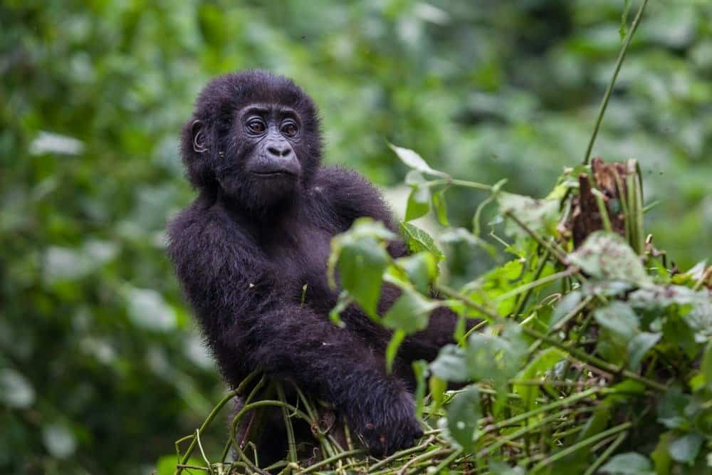 Baby Eastern gorilla in Congo rainforest
