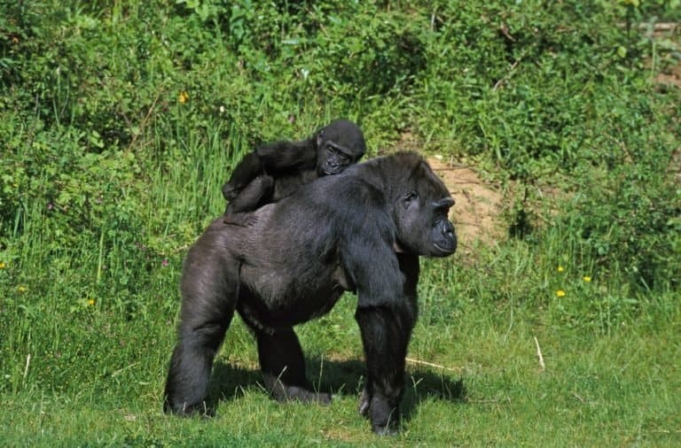 Eastern Gorilla, Mother carrying young on its back
