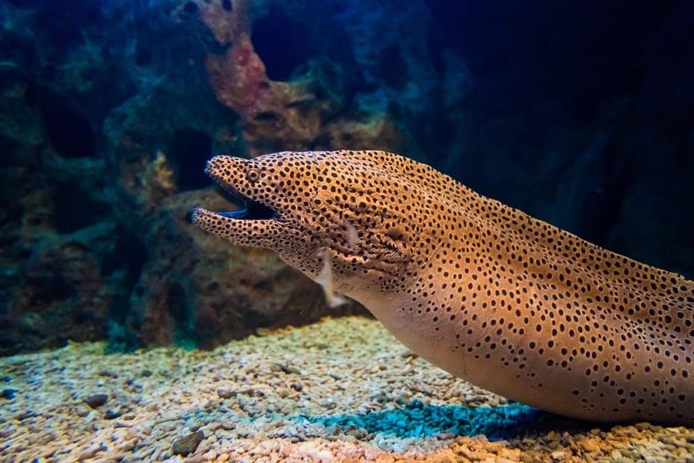 Eel Fish Facts - AZ Animals