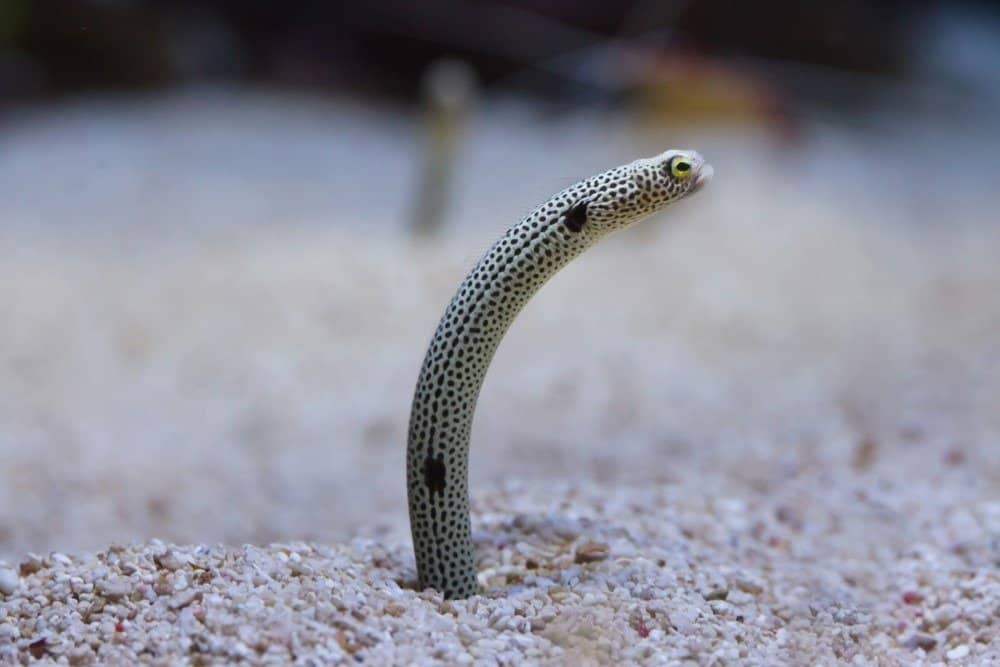 Spotted garden eel (Heteroconger hassi).