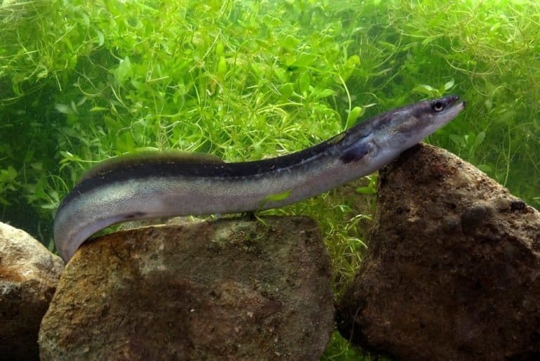 Eel in rocky river