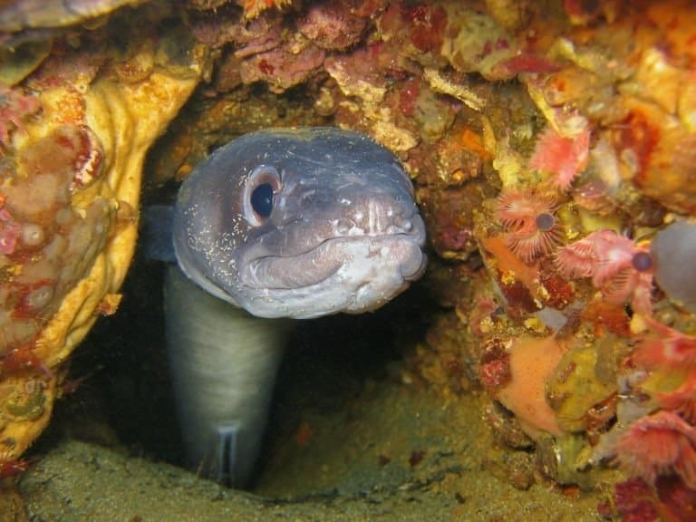 European conger eel underwater hidden in a hole, Mediterranean sea, France