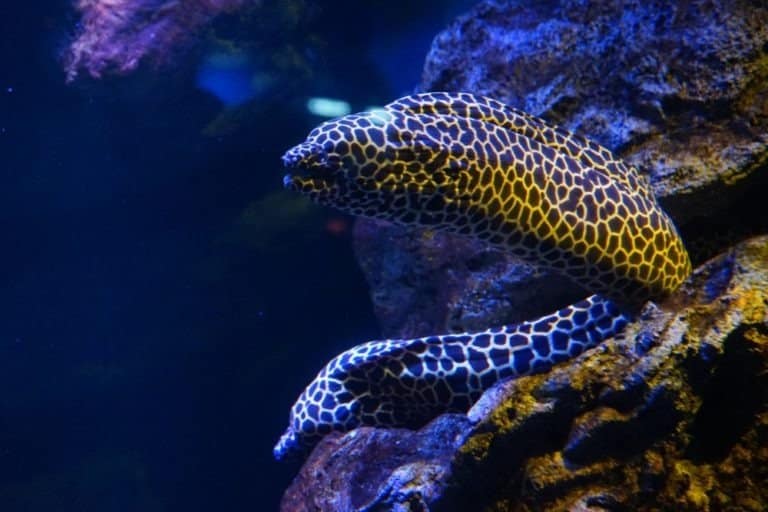 Moray Eels hidden in aquarium