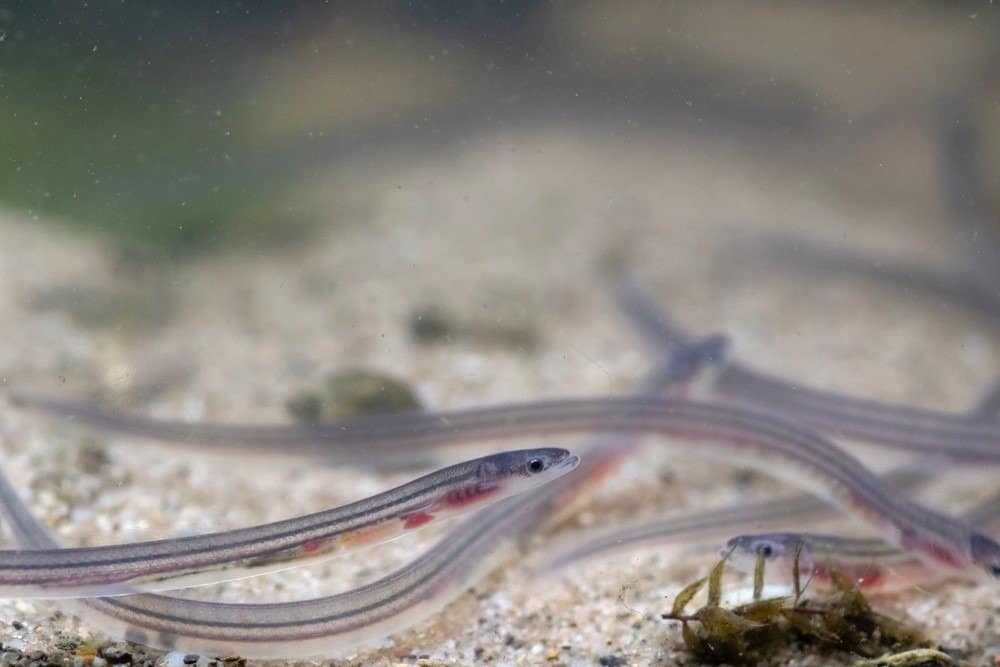 Glass eels on the river bed