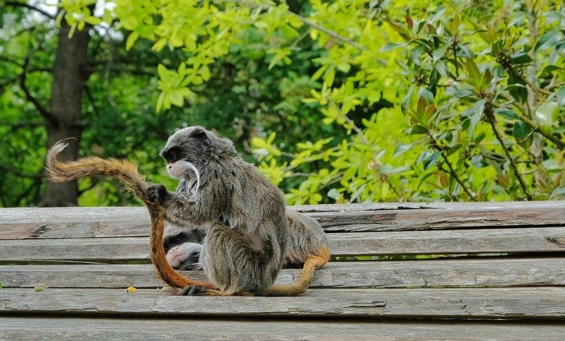 Emperor tamarin playing with its long, brown tail