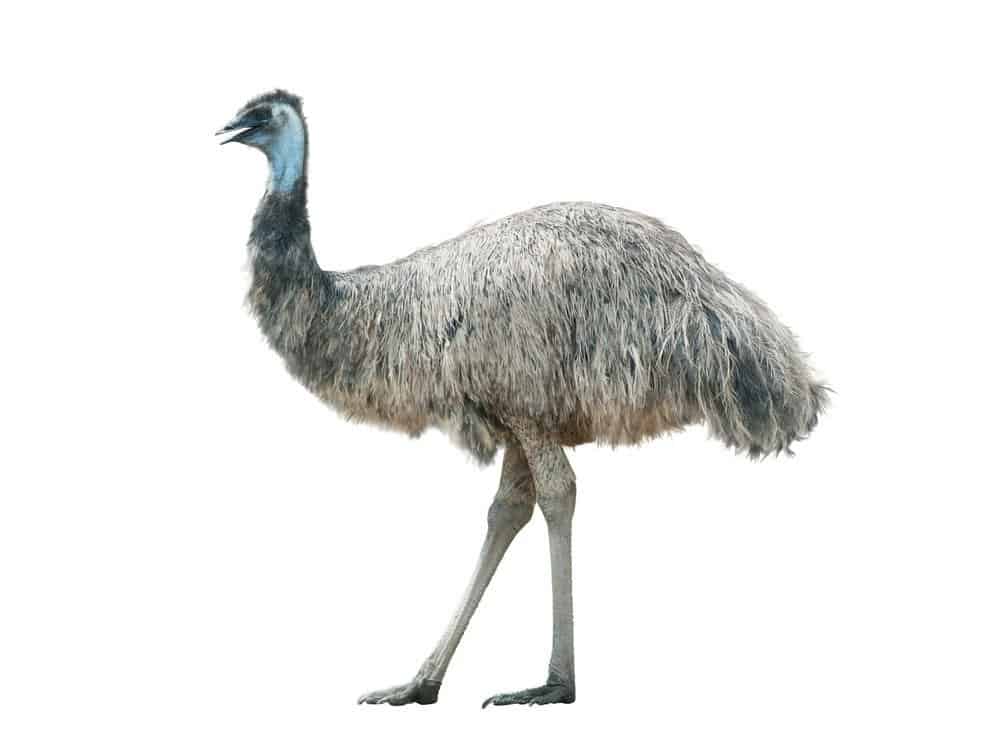 Emu isolated over a white background