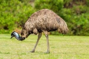 What Do Emus Eat? 15 Foods in Their Diet Picture