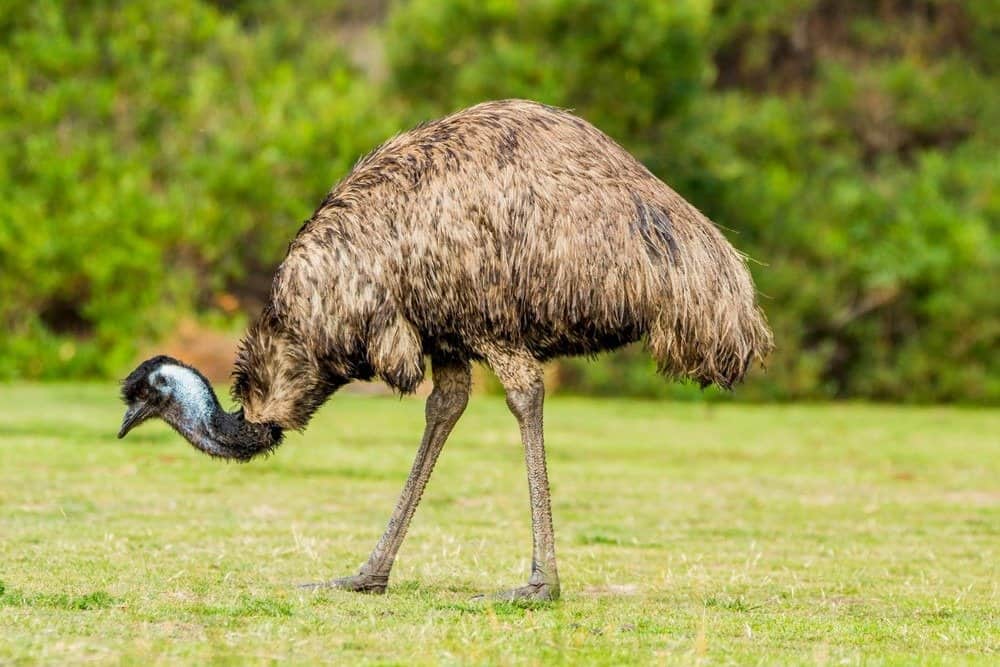 Emu (Dromaius novaehollandiae) grazing in the Australian bush.