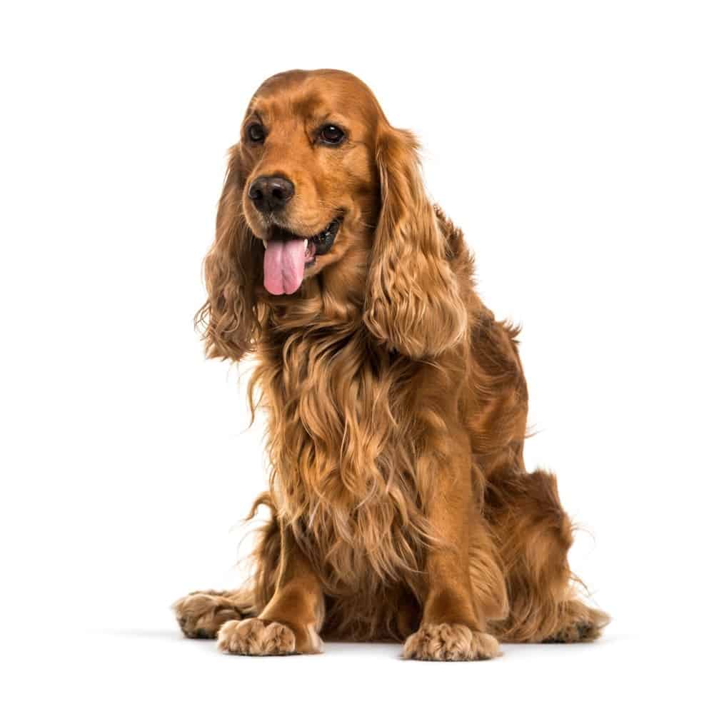 English Cocker Spaniel dog sitting and panting, isolated image