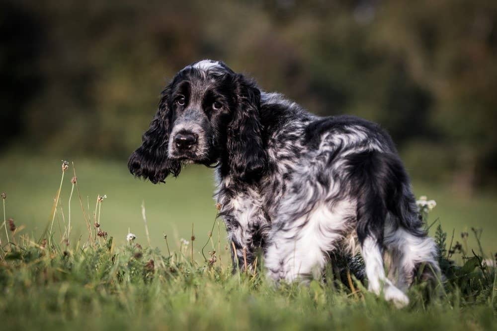 running english cocker spaniel