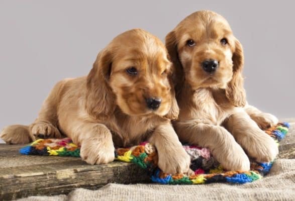 English Cocker Spaniel - A-Z Animals