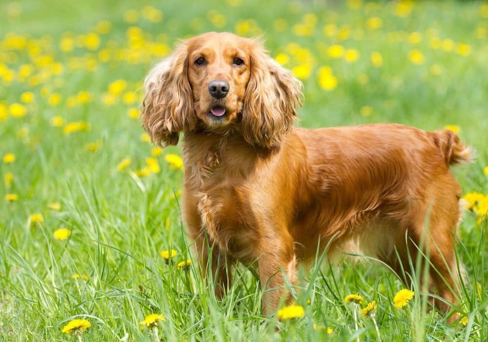 English cocker spaniel on the grass